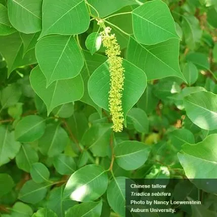 thumbnail for publication: Controlling Invasive Plants in North Florida Forests